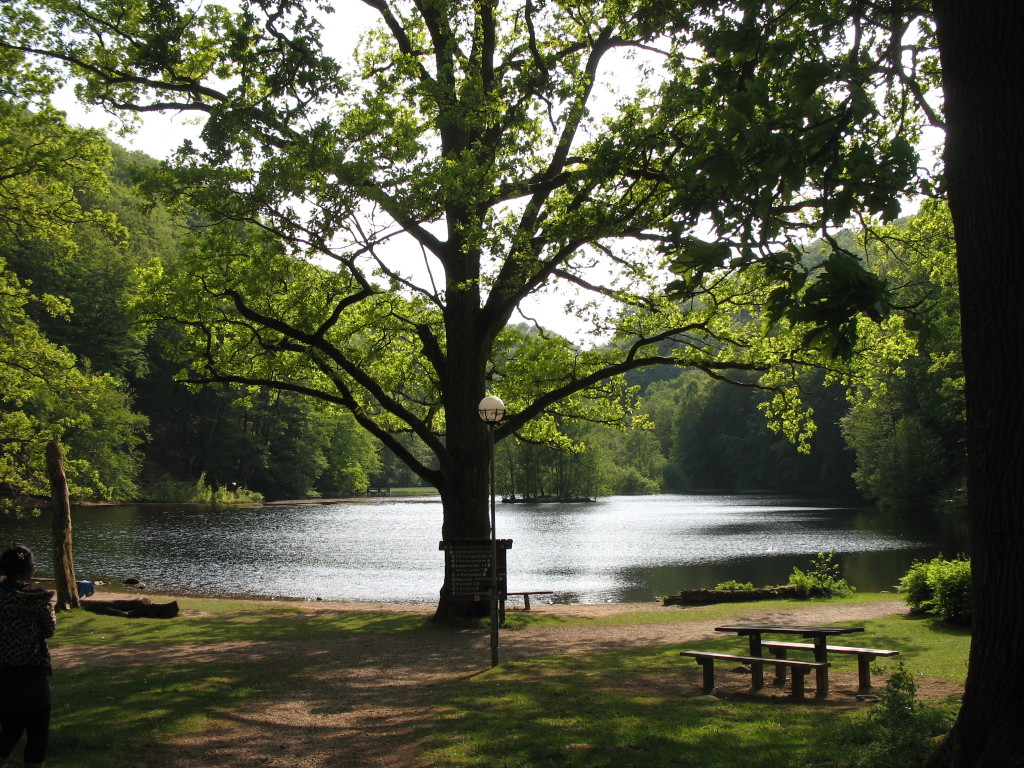 Wisdom tree in Skåne